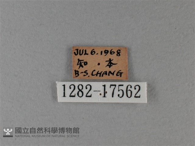 異紋帶蛺蝶藏品圖，第3張