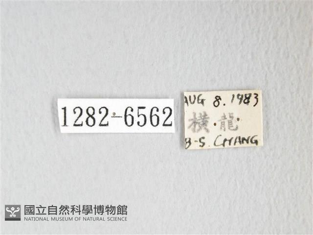 圓翅大鉤蛾藏品圖，第3張