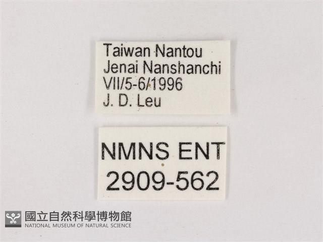 嫵琉灰蝶藏品圖，第3張