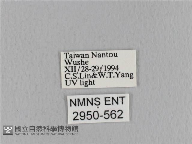 青枯葉蛾藏品圖，第3張