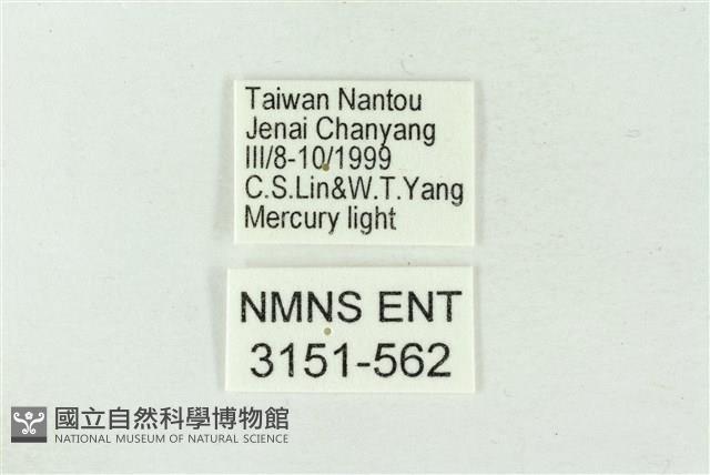 連珠波紋蛾藏品圖，第3張