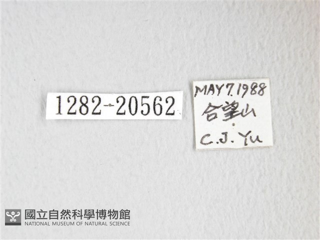 豹紋鉤蛾藏品圖，第3張