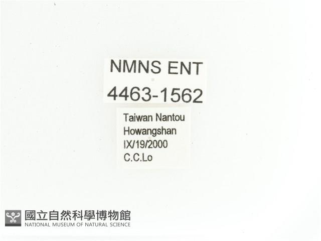 艷金龜藏品圖，第2張