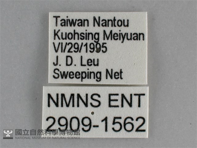 琉璃蛺蝶藏品圖，第3張