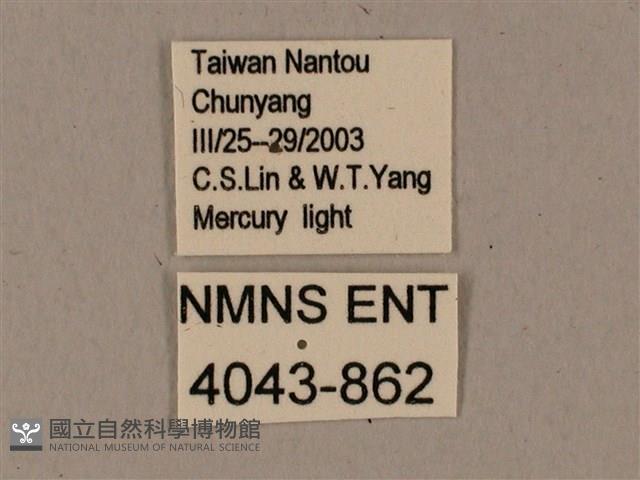 鬼臉天蛾藏品圖，第3張