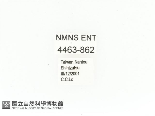 毛翅騷金龜藏品圖，第2張