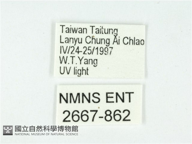 叉紋閃舞蛾藏品圖，第3張