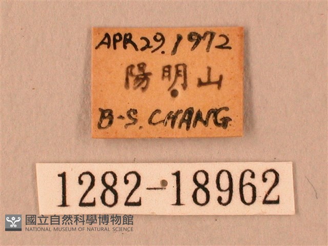 波紋豆天蛾藏品圖，第3張