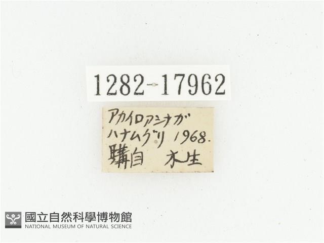 血紅虎斑花金龜藏品圖，第2張