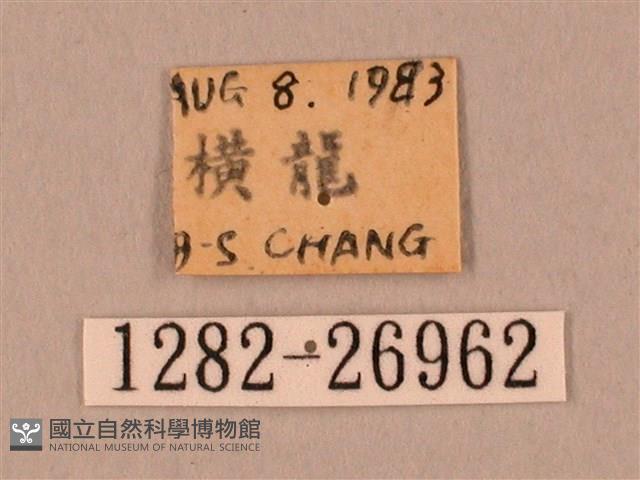 裂斑鷹翅天蛾藏品圖，第3張