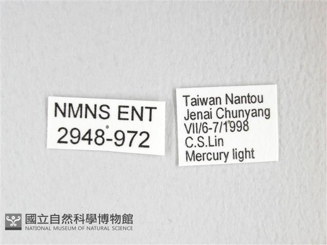 黃豹天蠶蛾藏品圖，第3張