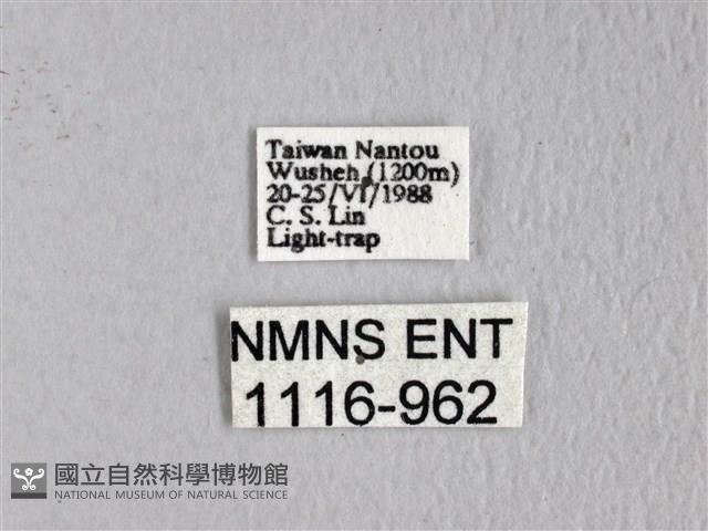 埔里雙線枯葉蛾藏品圖，第3張