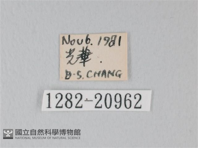 靛色琉灰蝶藏品圖，第3張