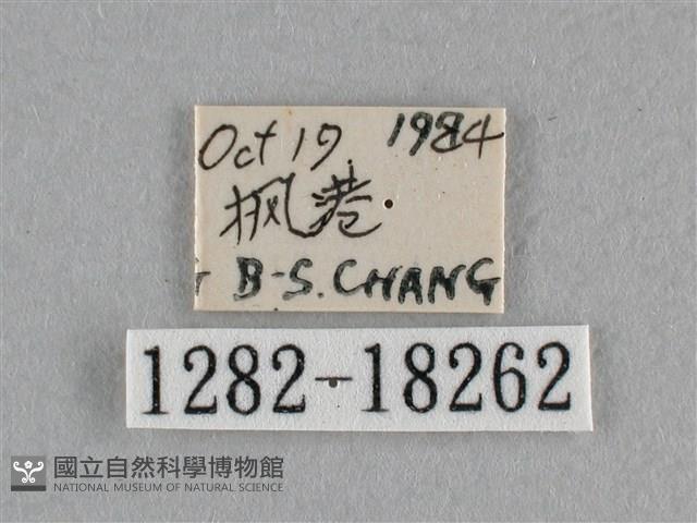 異色尖粉蝶藏品圖，第3張