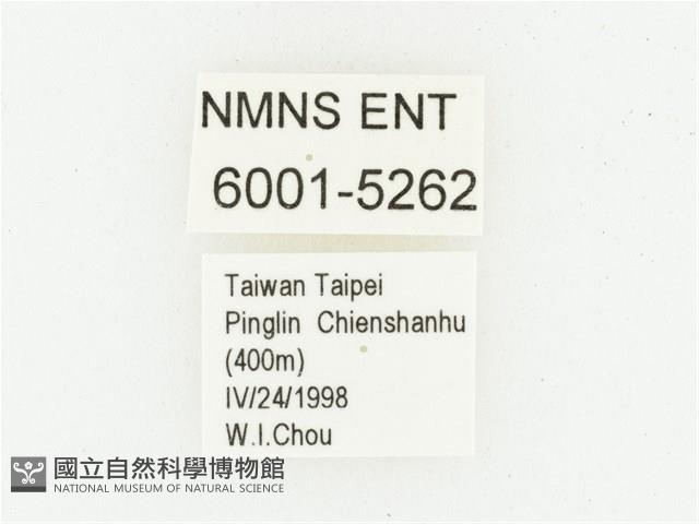 血紅虎斑花金龜藏品圖，第2張