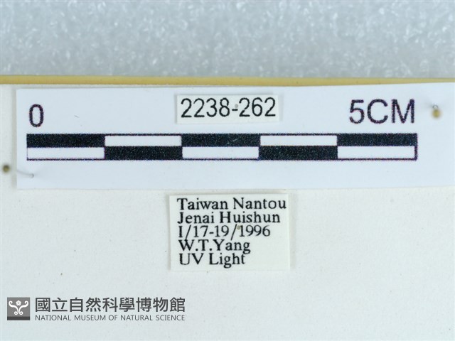 粉蝶燈蛾藏品圖，第3張
