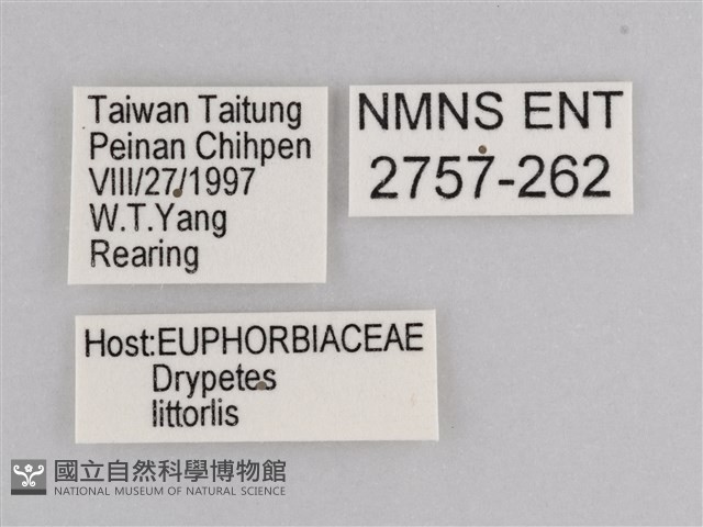 雲紋尖粉蝶藏品圖，第3張