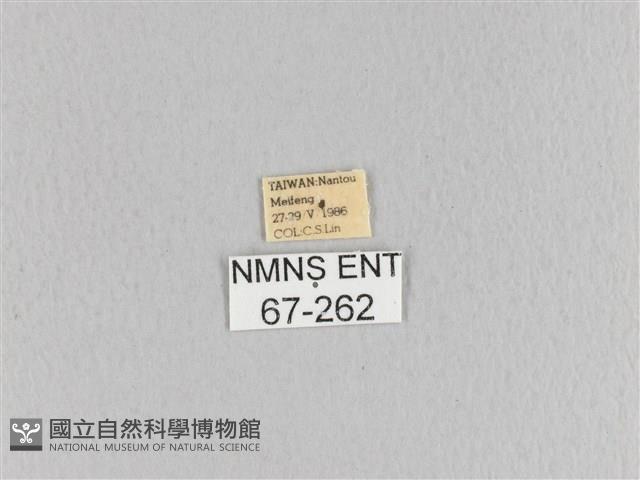 臺灣枯葉蛾藏品圖，第3張