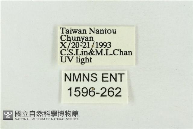 素木氏美波紋蛾藏品圖，第3張