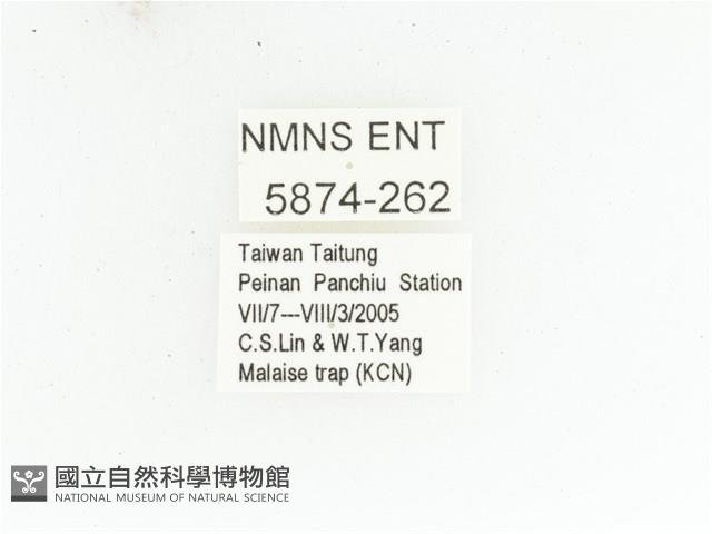 黃肩長腳花金龜藏品圖，第2張