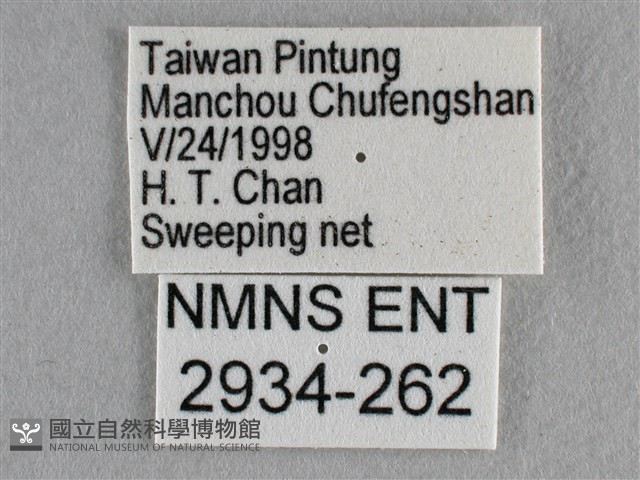 散紋盛蛺蝶藏品圖，第3張
