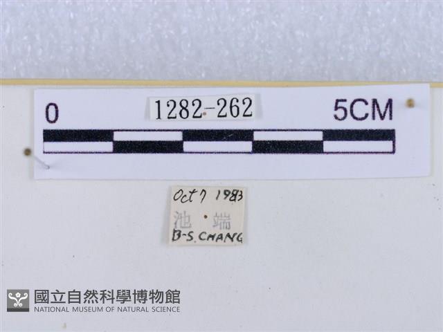 閃光苔蛾藏品圖，第3張