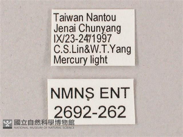 藏斜紋天蛾藏品圖，第3張