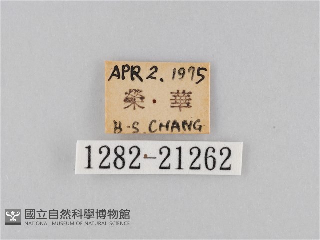 大波眼蝶藏品圖，第3張