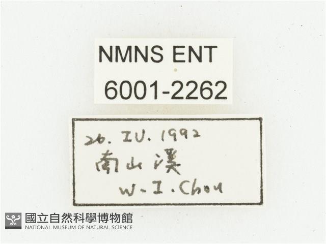 黑虎斑花金龜藏品圖，第2張