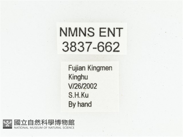 灰白點花金龜藏品圖，第2張