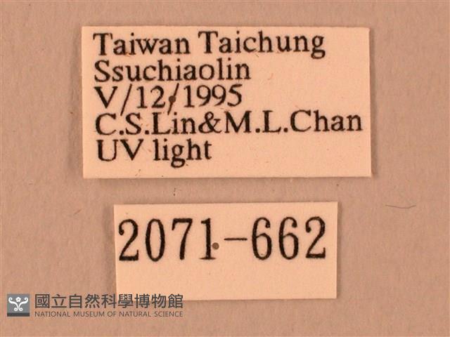 波紋豆天蛾藏品圖，第3張