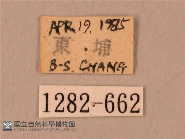 臀角斑天蛾藏品圖，第3張