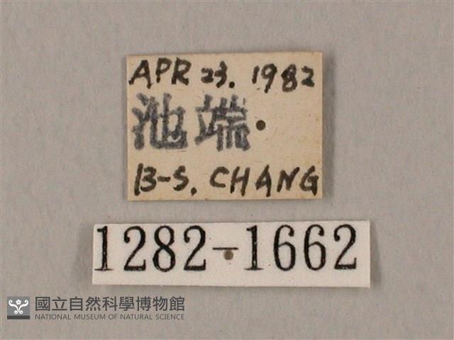 圓斑鷹翅天蛾藏品圖，第3張