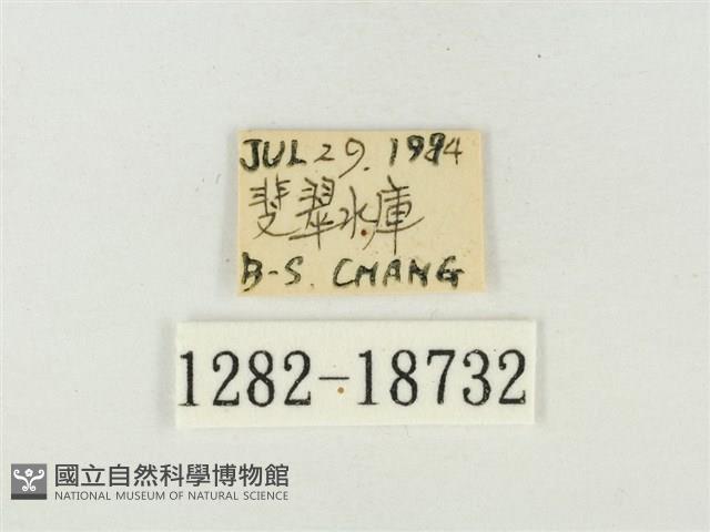 大娜波灰蝶藏品圖，第3張