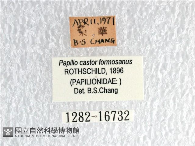 無尾白紋鳳蝶藏品圖，第3張