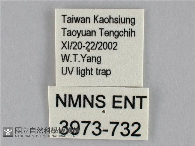 枯葉尺蛾藏品圖，第3張