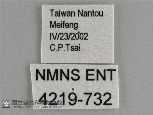 大幽眼蝶藏品圖，第3張