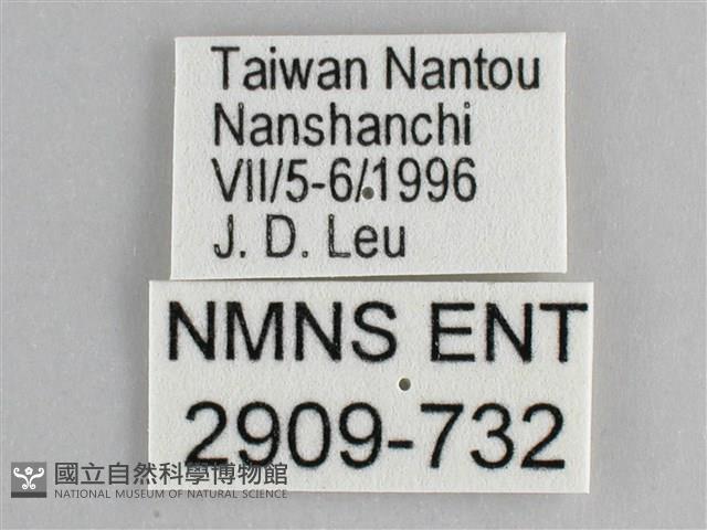 鋸粉蝶藏品圖，第3張