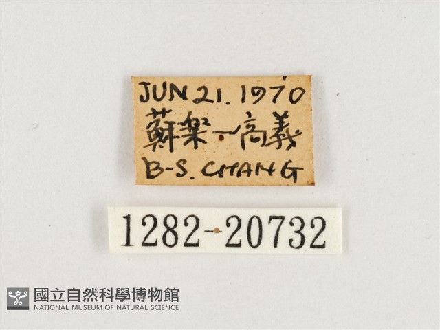 淺色眉眼蝶藏品圖，第3張