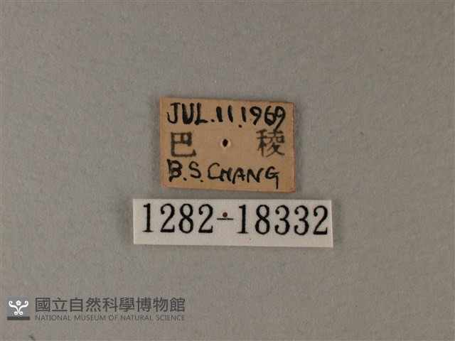 殘眉線蛺蝶藏品圖，第3張
