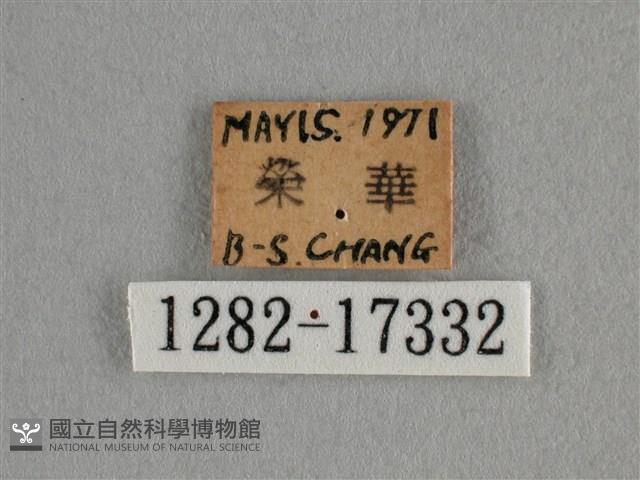 細灰蝶藏品圖，第3張