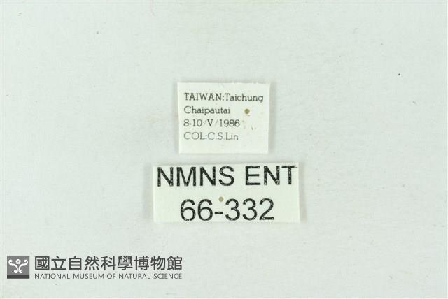 臺雪苔蛾藏品圖，第3張