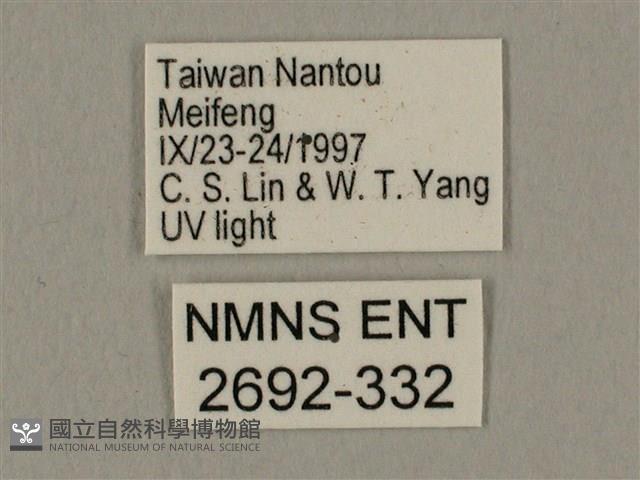 棕綠背線天蛾藏品圖，第3張