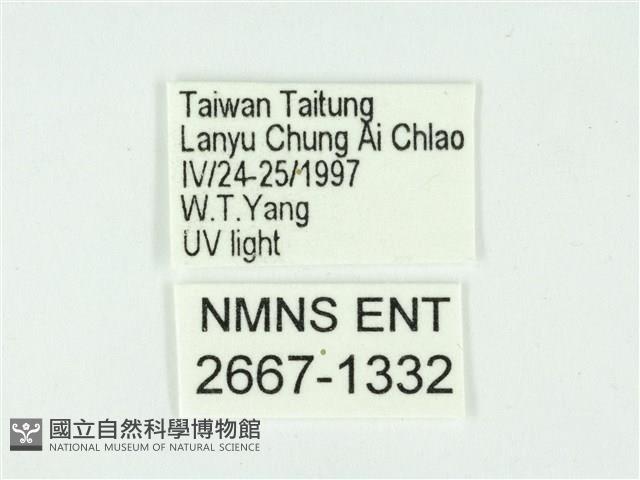 叉紋閃舞蛾藏品圖，第3張