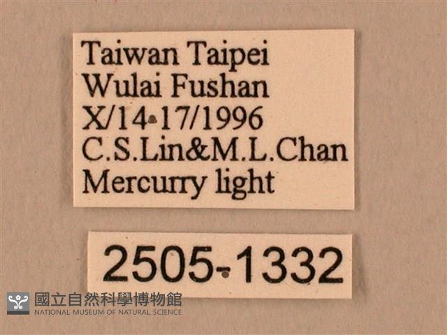 棕綠背線天蛾藏品圖，第3張