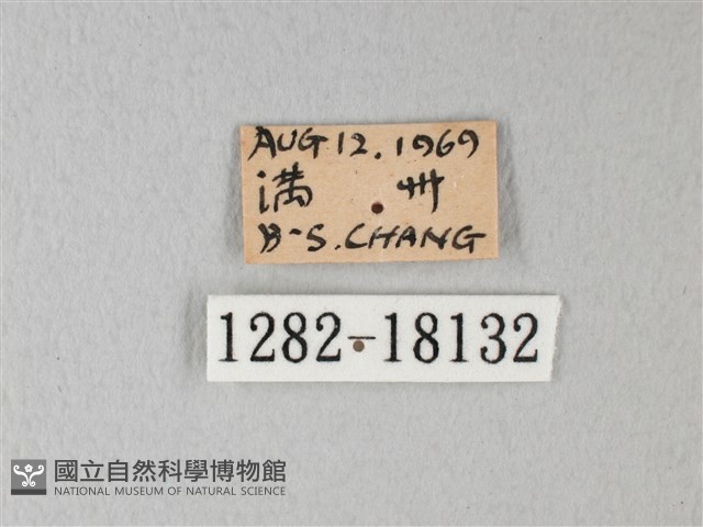 橙端粉蝶、端紅蝶藏品圖，第3張