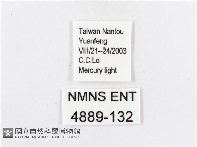 蓬萊茶斑蛾藏品圖，第3張