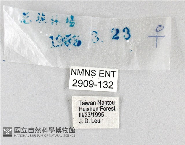 白弄蝶藏品圖，第3張