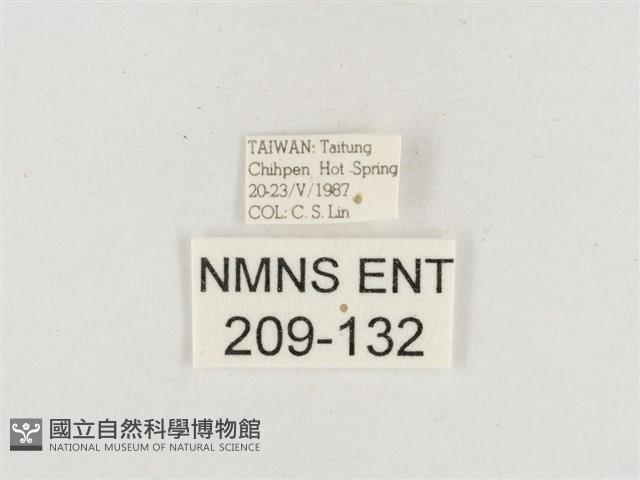 小白紋毒蛾藏品圖，第3張