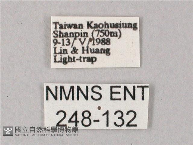 雙斑白肩天蛾藏品圖，第3張